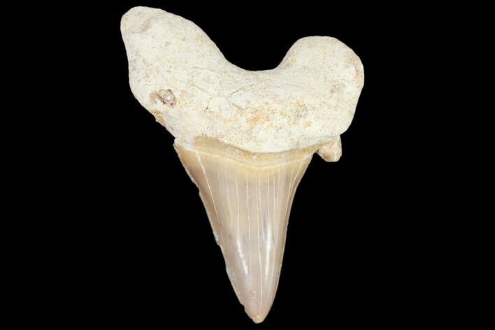 Fossil Shark Tooth (Otodus) - Morocco #103206